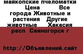  майкопские пчеломатки F-1  › Цена ­ 800 - Все города Животные и растения » Другие животные   . Хакасия респ.,Саяногорск г.